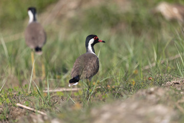 Red-wattled lapwing (Vanellus indicus)