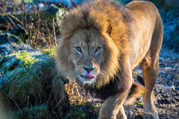 Lion
