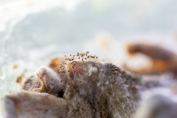 Rhizopus (bread mold) is a genus of common saprophytic fungi,Rhizopus (bread mold) under the microscope.