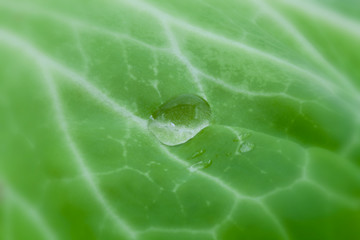 macro de gota de agua en hoja verde de berza