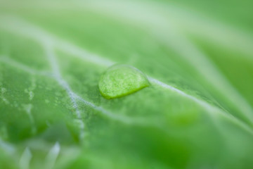 macro de gota de agua en hoja verde de berza