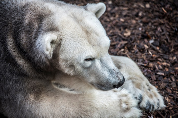 Fototapeta premium Polar bear