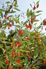 Dojrzałe jagody goji na krzewie © Anna