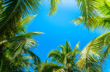 Fototapeta na wymiar Coconut Palm tree with blue sky.