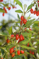 Dojrzałe jagody goji na krzewie superfoods