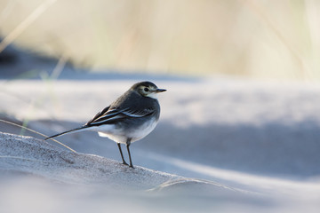 White Wagtail, Pied Wagtails, Wagtails, Motacilla alba