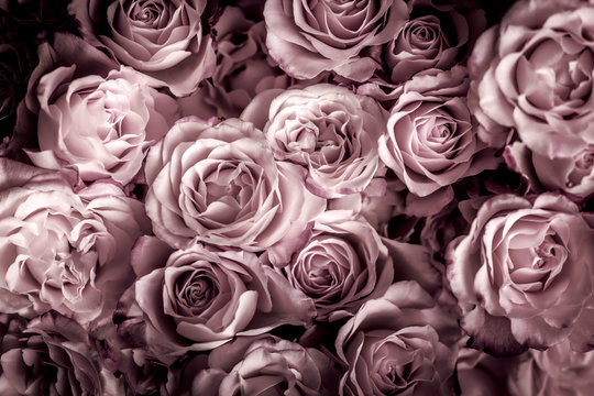 Fototapeta Rosen in pink dunkel, Hintergrund