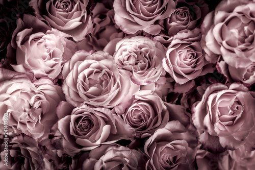 Rosen in pink dunkel, Hintergrund