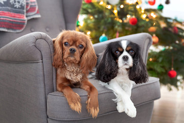 Two cute dogs on the armchair