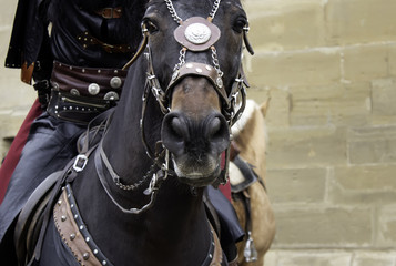 Fototapeta na wymiar Medieval dressed horse