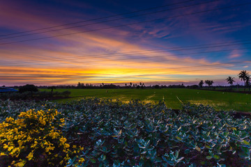 Landscape photos sunset , rice field atmosphere at sunset