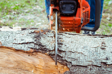 Closeup of chopping down a tree with chainsaw