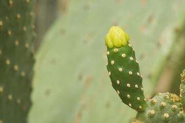 Cactus, Opuntia falcata.
