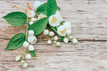 jasmine on wooden background