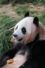 Obraz premium The big panda sits with a piece of food and looks forward to ope