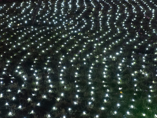green grass decorated with colored diode bulbs