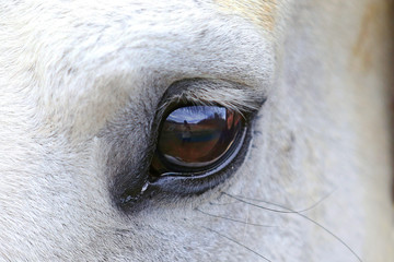 Side view half facial photo of a gray horse left eye reflecting me the photographer