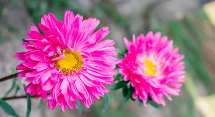 asters in the garden,spring tenderness mother's day