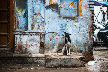 Hund in den Straßen von Neu Delhi