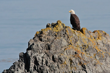 Closeup of Bald Eagle on top of rocky mountain with water below
