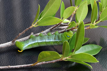 Oleander hawkmoth caterpillar  (Daphnis nerii, Sphingidae) on the branch of tree on dark reflex...