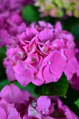 Obraz premium fleurs