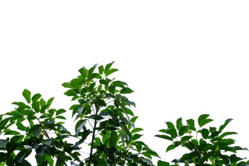 Top view a tropical tree leaves with branches on white isolated background for green foliage backdrop 