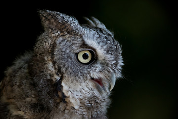 Eastern Screech Owl closeup portrait against black background