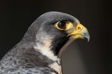 Peregrine Falcon profile portrait
