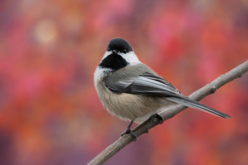 Black-capped Chickadee against autumn orange pink color background