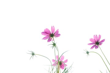 Top view sweet pink cosmos flower blossom on white isolated background with softly style 
