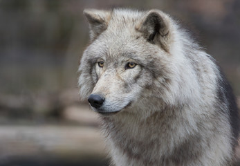 Gray Wolf portrait