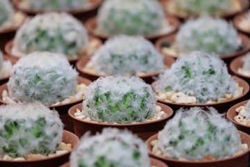 A group of Mammillaria plumosa cactus flower in a pot and selling at the houseplant market 