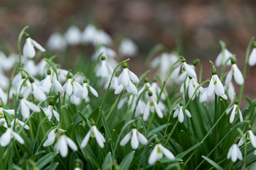 snowdrop