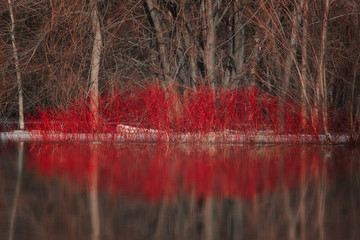 Nature's springtime kiss shape from Red Dogwood and reflection in water