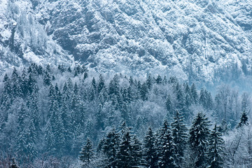 forest in winter