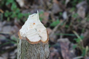 Fraßspuren eines Bibers, Niedersachsen, Deutschland 