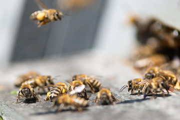 honey bee working