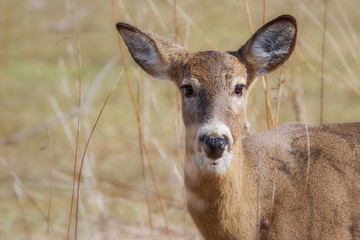 Close-up portrait of White-tailed Deer