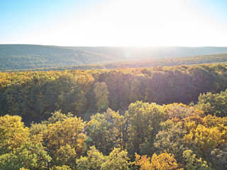 Aerial shot of the autumn forest