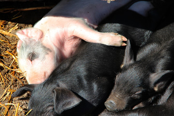 Pink piglets bask in sun and sleep embracing