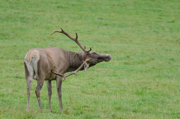 Cerf dans une prairie