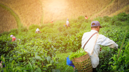 farmer is collecting green tea leaves at doi chiang rai Thailand