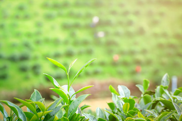 farmer is collecting green tea leaves at doi chiang rai Thailand