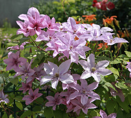 Clematis Hagley Hybrid