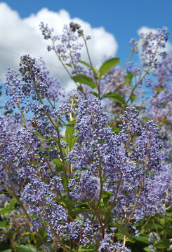 Ceanothus delilianus 'Gloire de Versailles'