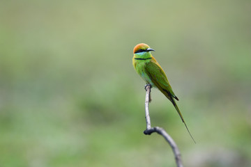 Obraz premium Green Bee-eater ,Common bird in Thailand