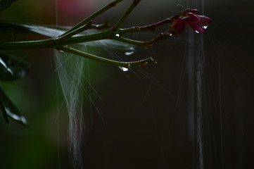 lluvia