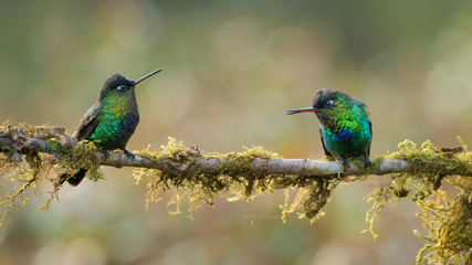 Fototapeta premium hummingbirds