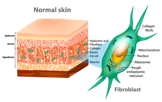 Fibroblast and Human skin structure (Muscles, Fat cell, Hyaluronic acid, Elastin, Collagen, Fibroblast). 